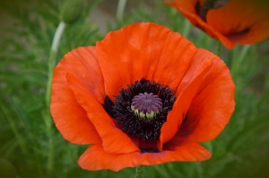 poppy-496674_1280